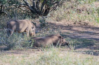 Yaygın yaban domuzu, Hoedspruit yakınlarında, kafa ve vücut uzunluğu 0,9 ile 1,5 metre arasında değişen orta büyüklükte bir türdür.