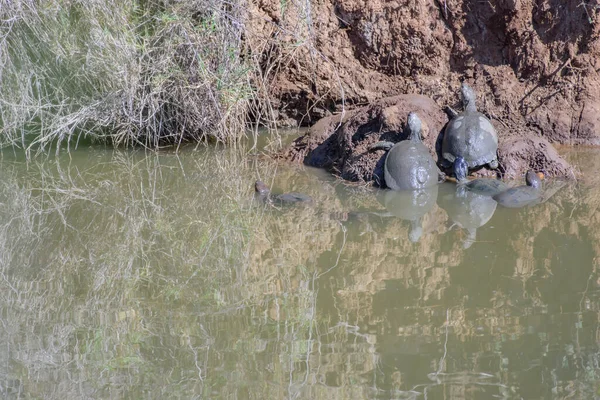 Африканская Черепаха Шлеме Pelomedusa Subrufa Известная Болотная Черепаха Крокодиловая Черепаха — стоковое фото