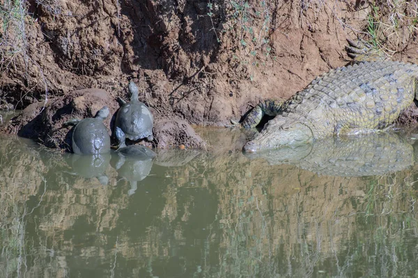Tartarugas Crocodilos Estão Nadando Tomando Sol Lago Perto Hoedspruit África — Fotografia de Stock