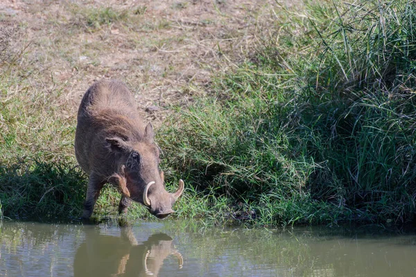 Common Warthog Medium Sized Species Head Body Length Ranging Metres — Stock Photo, Image