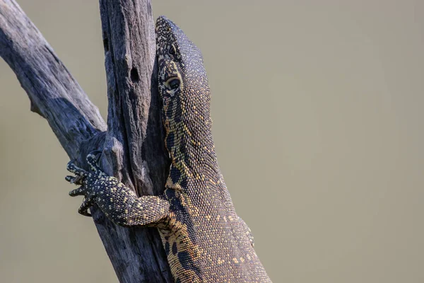 Reptilen Solar Sydafrika Nära Hoedspruit — Stockfoto