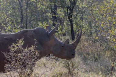 Beyaz gergedanlar çoğunlukla Güney Afrika 'da yaşarlar, fakat Botsvana, Namibya, Svaziland ve Zimbabve' ye de geri dönmüşlerdir.