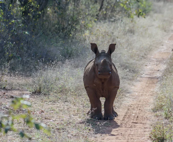 코뿔소는 남아프리카 공화국에 있지만 보츠와 스와질란드 짐바브웨에 도입되었다 — 스톡 사진