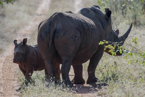 Białe Nosorożce Żyją Głównie Republice Południowej Afryki Ale Zostały One — Zdjęcie stockowe
