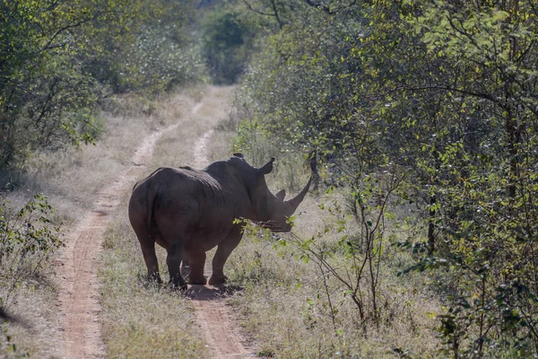 Белые Носороги Основном Живут Южной Африке Вновь Представлены Ботсване Намибии — стоковое фото
