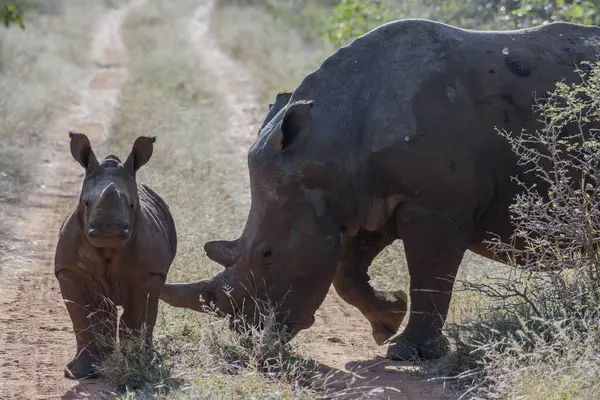 Rinocerontes Brancos Vivem Principalmente África Sul Mas Também Foram Reintroduzidos — Fotografia de Stock