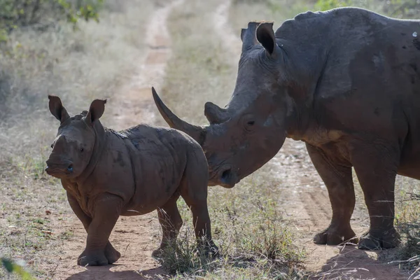 Белые Носороги Основном Живут Южной Африке Вновь Представлены Ботсване Намибии — стоковое фото