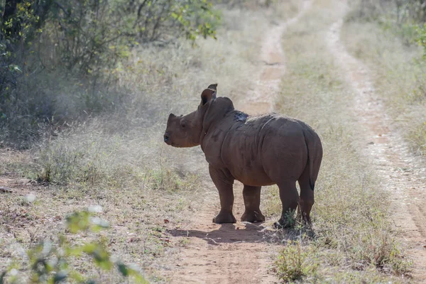 White Rhinos Mainly Live South Africa Have Also Been Reintroduced — Stock Photo, Image