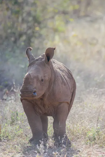 코뿔소는 남아프리카 공화국에 있지만 보츠와 스와질란드 짐바브웨에 도입되었다 — 스톡 사진