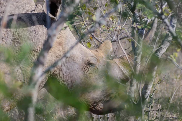 White Rhinos Mainly Live South Africa Have Also Been Reintroduced — Stock Photo, Image