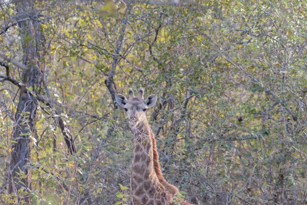 Giraffe Tall African Hoofed Mammal Belonging Genus Giraffe — стоковое фото