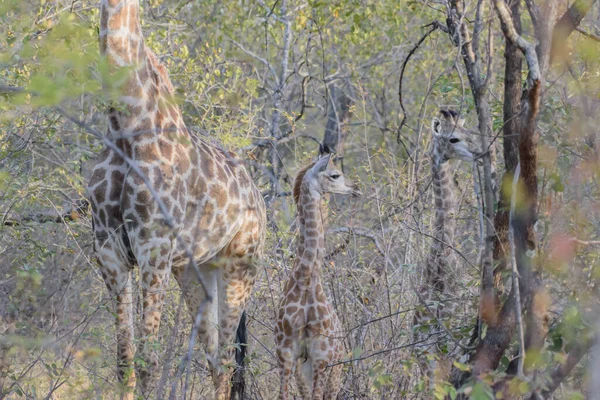 Giraffe Tall African Hoofed Mammal Belonging Genus Giraffe — Foto Stock