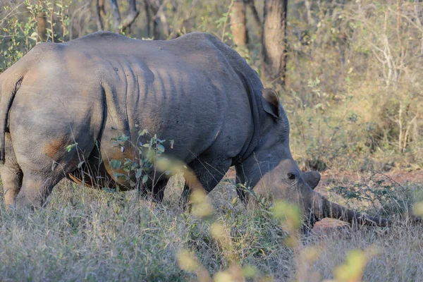 Les Rhinocéros Blancs Vivent Principalement Afrique Sud Mais Ils Ont — Photo