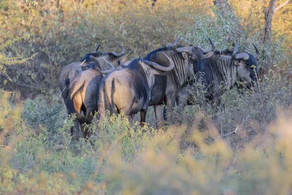 Two Species Wildebeest Black Wildebeest White Tailed Gnu Blue Wildebeest — Stock Photo, Image