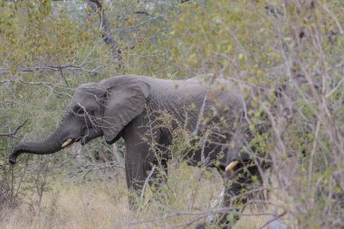 While feeding, the African elephant uses its trunk to pluck leaves and its tusk to tear at branches, which can cause enormous damage to foliage