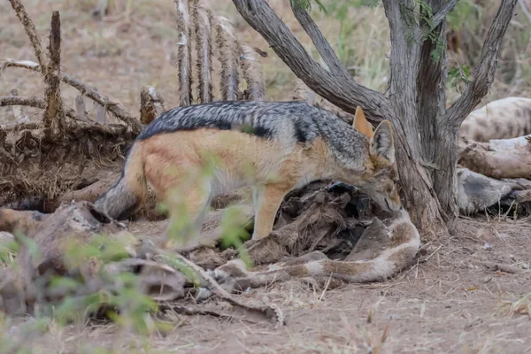 Black Backed Jackal Has Wide Array Food Sources Feeding Small — Stock Photo, Image