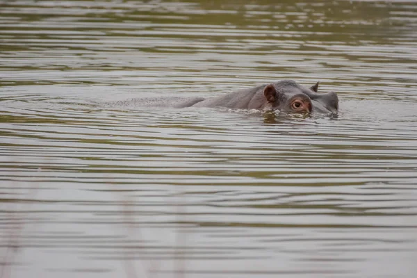 Flodhästar Tillbringar Större Delen Dagen Vatten För Att Hålla Sig — Stockfoto
