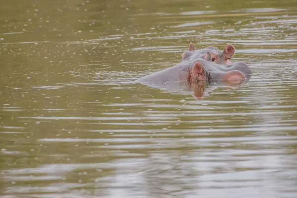 Ιπποπόταμοι Περνούν Την Περισσότερη Μέρα Στο Νερό Για Μείνουν Δροσεροί — Φωτογραφία Αρχείου