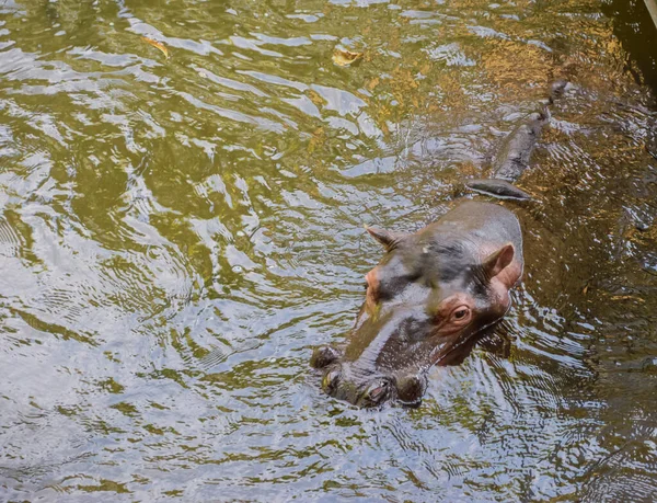 Hippos Tilbringer Det Meste Dagen Vann Holde Seg Kjølig Hydrert – stockfoto