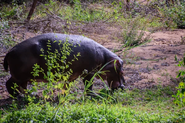 Hipopótamos Passam Maior Parte Dia Água Para Manterem Frescos Hidratados — Fotografia de Stock
