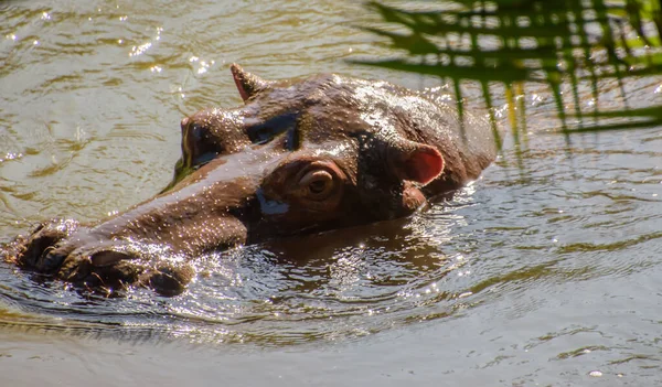 Hippos Spend Most Day Water Stay Cool Hydrated Just Night — Stock Photo, Image