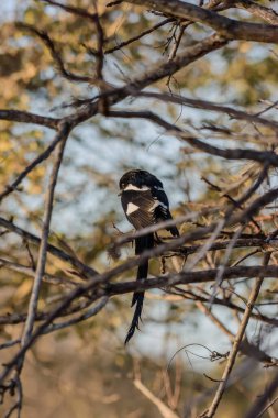 Güney Afrika 'da inanılmaz sayıda kuş türü var, bu yüzden kuşları izlemek için ideal bir yer.