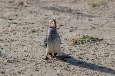 Kırmızı gagalı boynuz gagalı kuşların ağırlıklı olarak beyazımsı alt parçaları ve başları, gri üst kısımları, uzun kuyrukları ve uzun kıvrımlı kırmızı gagaları vardır.