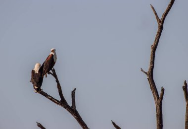 Haliaeetus vocifer, Malavi, Namibya, Zambiya ve Zimbabwe 'nin ulusal kuşudur.