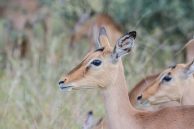 African impalas near Kruger National Park