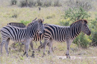 Zebras are preyed on mainly by lions, and typically flee when threatened but also bite and kick