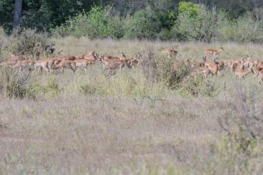 African impalas near Kruger National Park