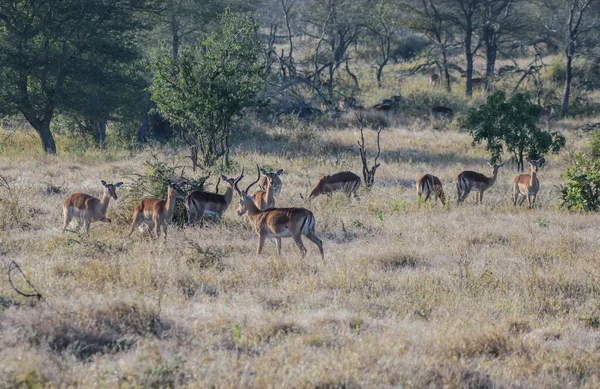 African Impalas Kruger National Park — Fotografie, imagine de stoc