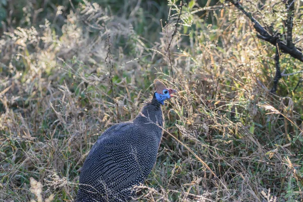 Stock image The helmeted guineafowl is the only member of the genus Numida. It is native to Africa