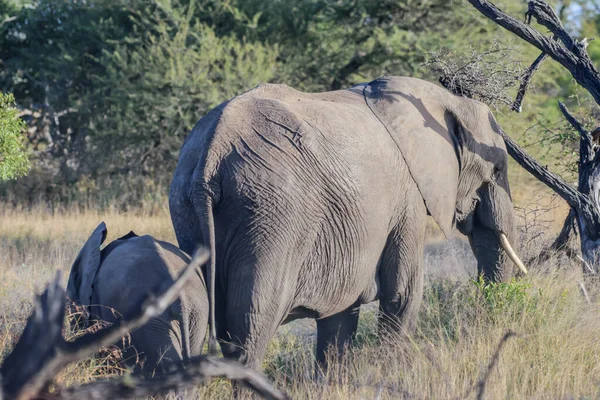 While Feeding African Elephant Uses Its Trunk Pluck Leaves Its — Stock Fotó