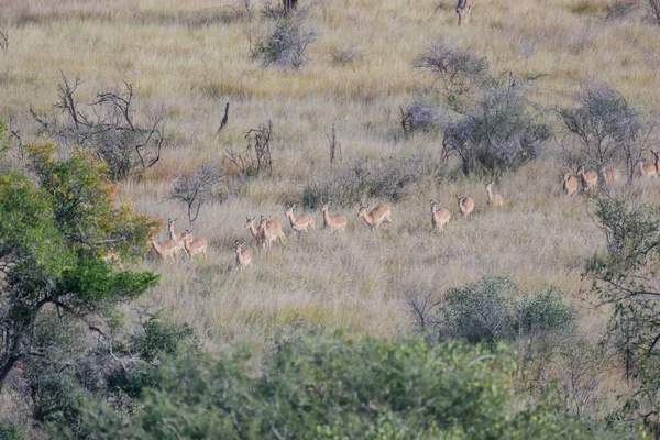 African Impalas Kruger National Park — Φωτογραφία Αρχείου