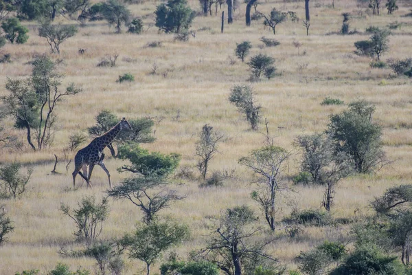 Giraffe Tall African Hoofed Mammal Belonging Genus Giraffe — Fotografie, imagine de stoc