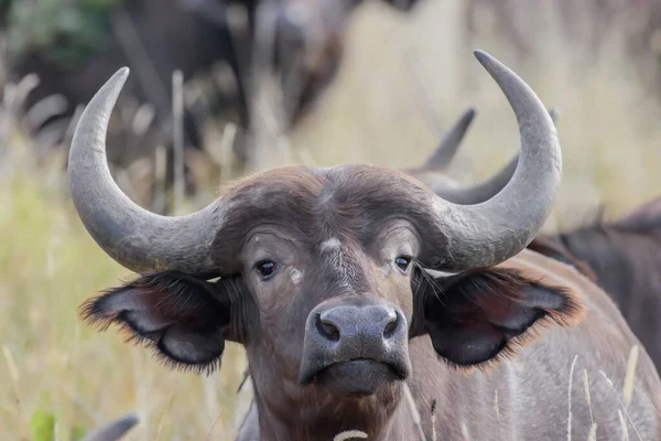 Naturliga Rovdjur Vuxna Afrikanska Bufflar Inkluderar Lejon Hyenor Och Krokodiler — Stockfoto
