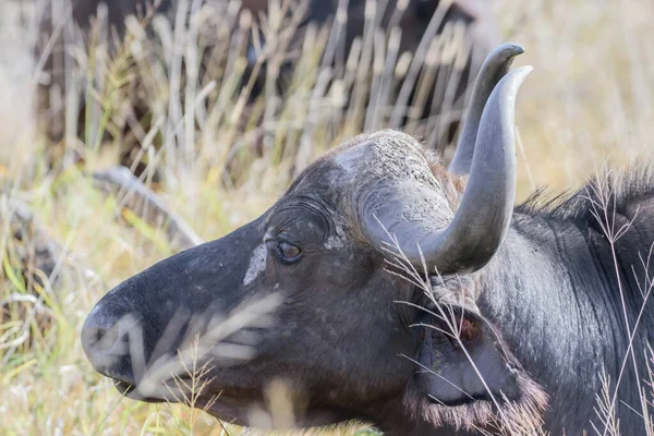 Naturliga Rovdjur Vuxna Afrikanska Bufflar Inkluderar Lejon Hyenor Och Krokodiler — Stockfoto