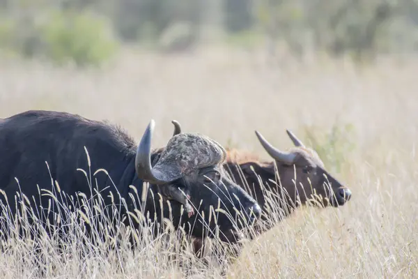 Природные Хищники Взрослых Африканских Буйволов Включают Львов Гиен Крокодилов — стоковое фото