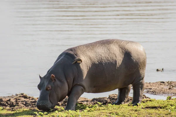 Hipopotamy Spędzają Większość Dnia Wodzie Aby Pozostać Chłodnymi Nawodnionymi Tuż — Zdjęcie stockowe