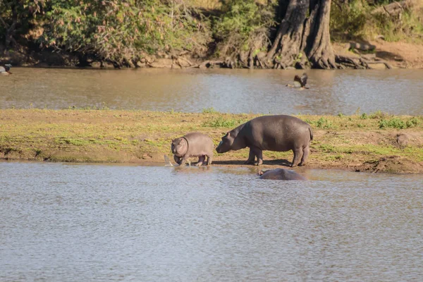 Hippos Spend Most Day Water Stay Cool Hydrated Just Night — Stock Photo, Image