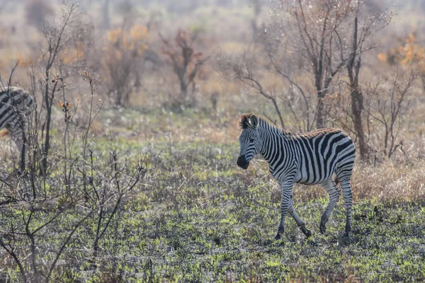 Zebras Preyed Mainly Lions Typically Flee Threatened Also Bite Kick — Φωτογραφία Αρχείου