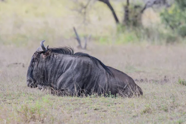 Există Două Specii Animale Sălbatice Wildebeest Negru Sau Gnu Coadă — Fotografie, imagine de stoc
