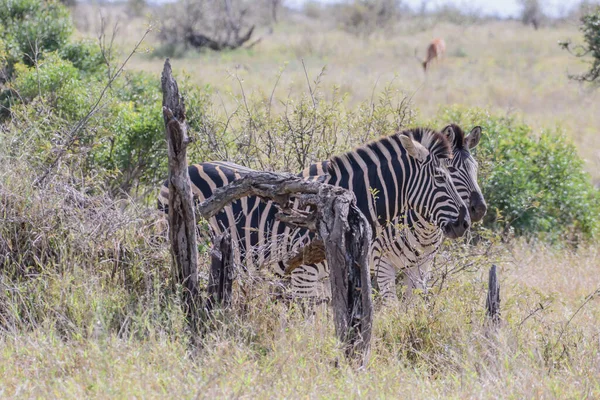 Zebras Preyed Mainly Lions Typically Flee Threatened Also Bite Kick — Foto de Stock