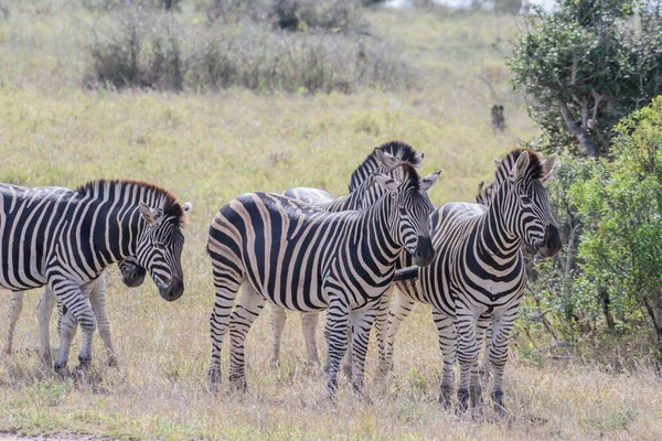 Zebras Preyed Mainly Lions Typically Flee Threatened Also Bite Kick — 图库照片