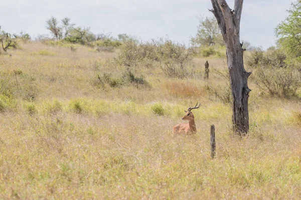 African Impalas Kruger National Park — стокове фото