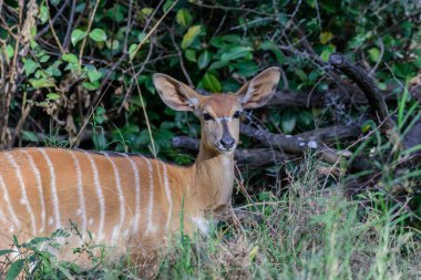 Dişi nyala, Tragelaphus angasii, genellikle sabah erken saatlerde ve öğleden sonra aktiftir.