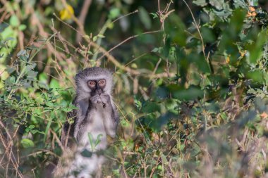 Vervet maymunu gri bir Langur 'a çok benzer, beyaz saçlı siyah bir yüze sahip, genel saç rengi ise çoğunlukla gri-gri renkte.