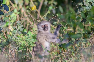 Vervet maymunu gri bir Langur 'a çok benzer, beyaz saçlı siyah bir yüze sahip, genel saç rengi ise çoğunlukla gri-gri renkte.