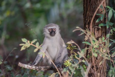 Vervet maymunu gri bir Langur 'a çok benzer, beyaz saçlı siyah bir yüze sahip, genel saç rengi ise çoğunlukla gri-gri renkte.